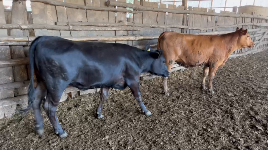 Lote 34 Vaquilla Engorda en XVI San Carlos, Región Ñuble