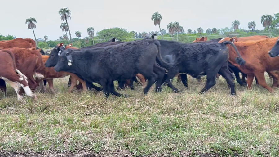 Lote 66 Terneros/as