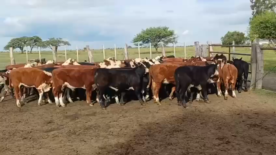 Lote 70 Terneros/as en Entre Ríos, Federal