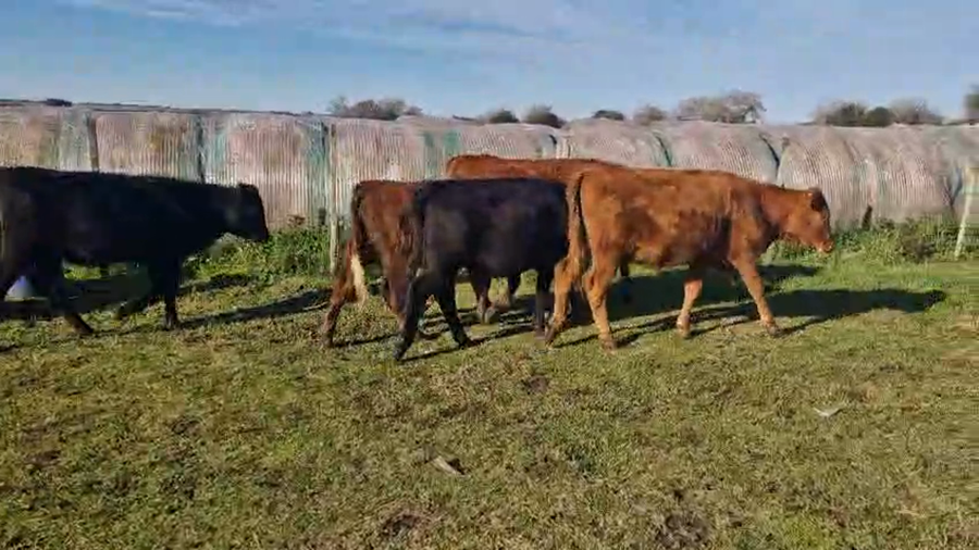 Lote 27 Terneras a remate en Pantalla Aniversario - Escritorio Camy, San José