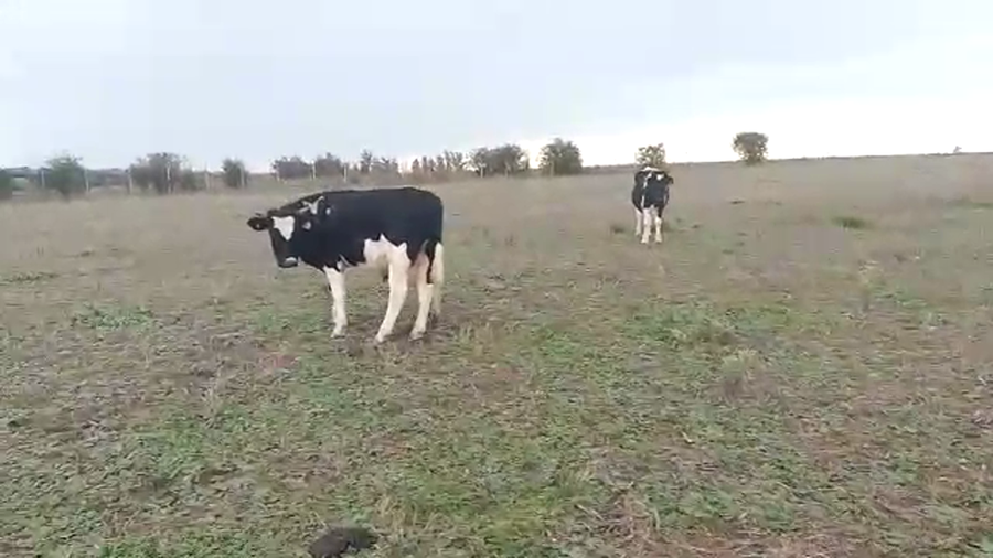 Lote 2 terneros holando