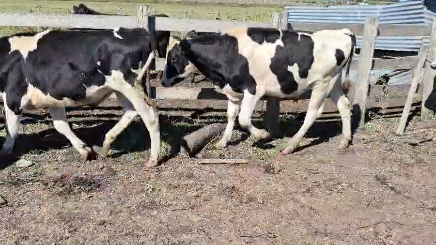 Lote 4 Novillos a remate en Pantalla Camy - Aniversario 31 Años, San José