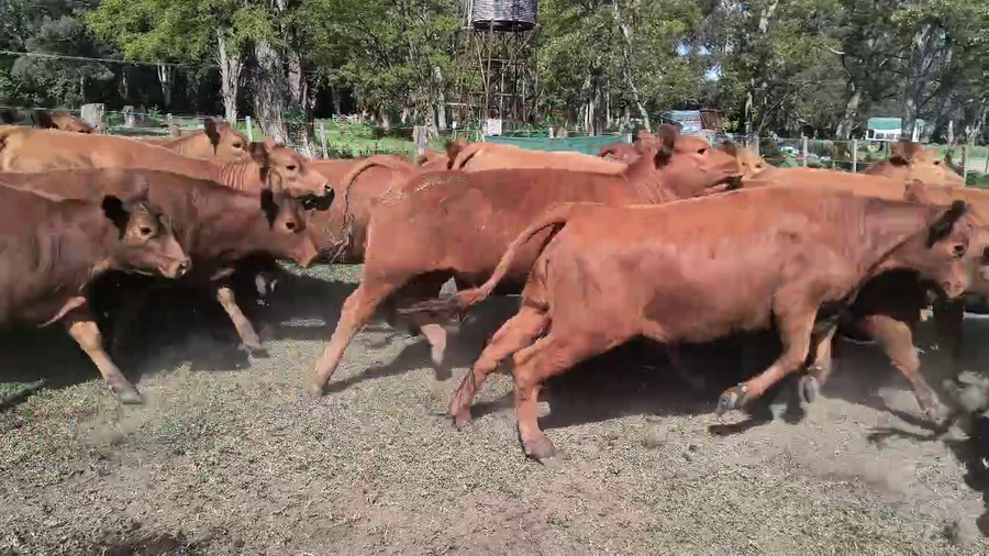 Lote 75 Vaquillonas en Coronel Suarez