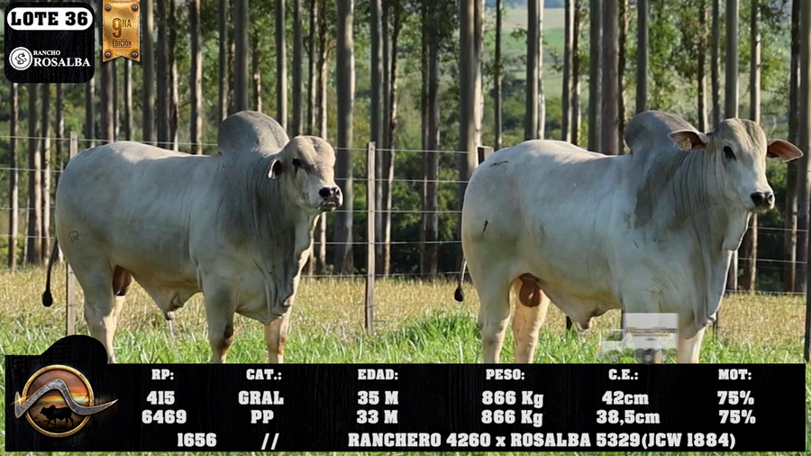 Lote LOTE 36