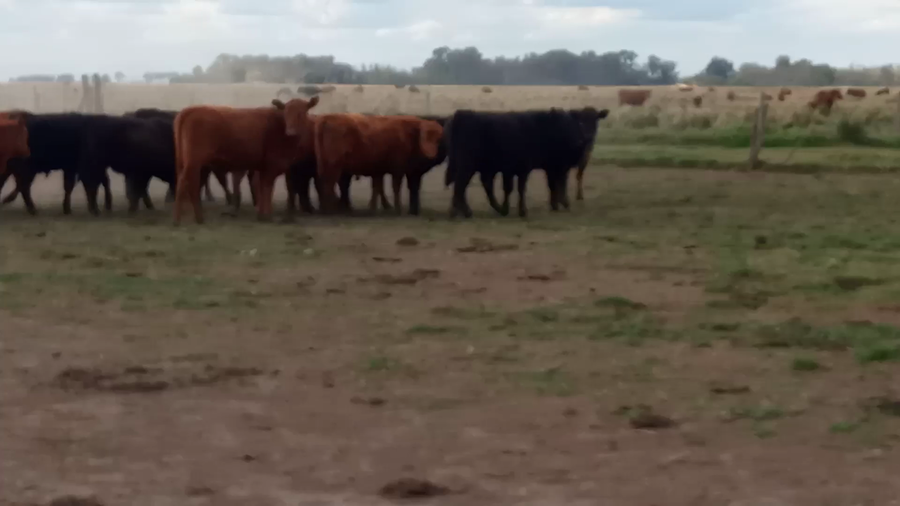 Lote 35 Terneros en Buenos Aires, Tapalqué