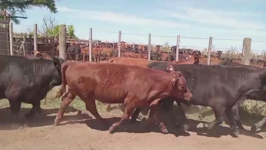 Lote 90 TERNS. MACHOS, CURARU, PCIA. BS. AS.