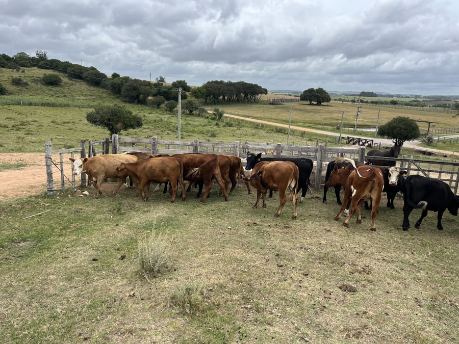 Lote Vaquillonas 1 a 2