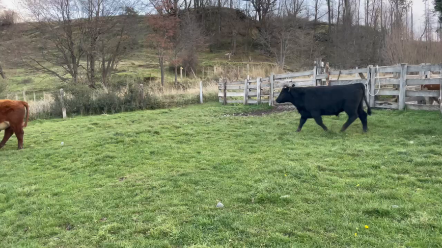 Lote 40 Novillo Engorda en Coyhaique, XI Región Aysén