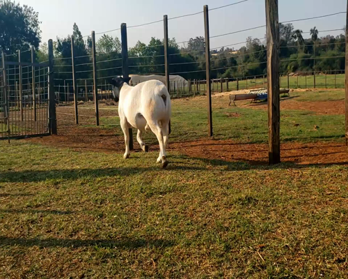 Lote Macho PP a remate en 1° Feria Online APCO Dorper y Santa Inés en Santa Rita