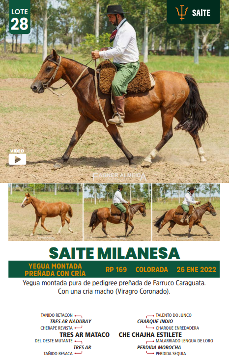 Lote LOTE 28
