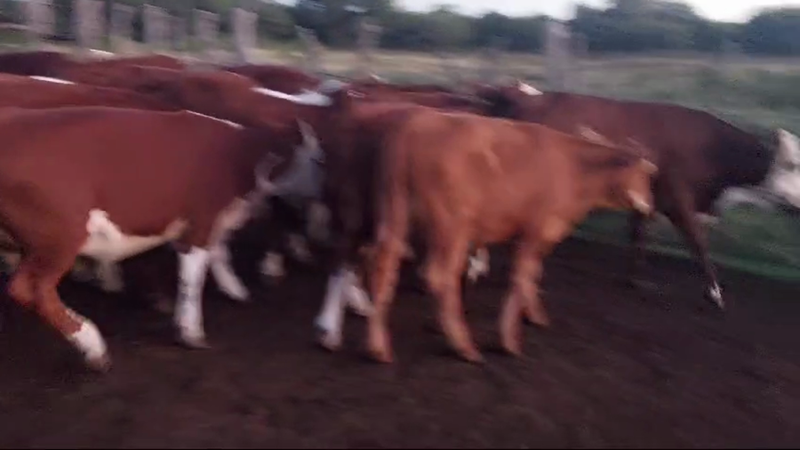 Lote 70 Terneros en La Paz - Entre Rios