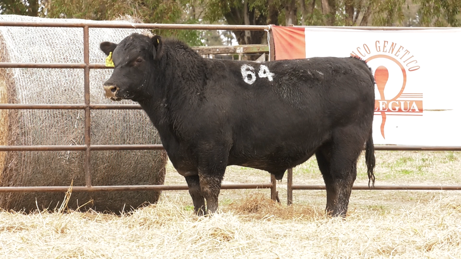 Lote TOROS ANGUS NEGROS  PC