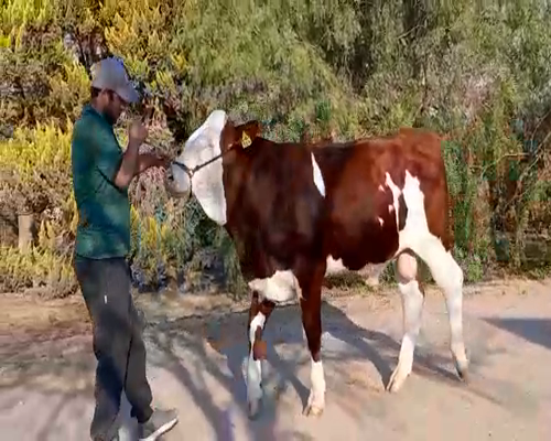 Lote TORO RP430 LA CLIDE