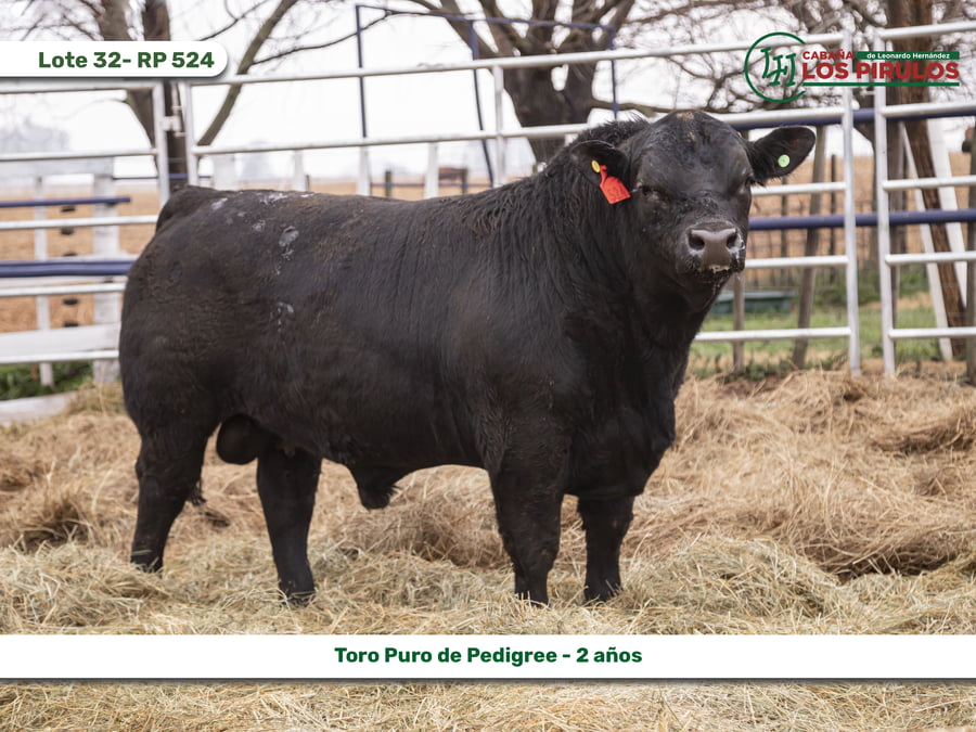 Lote TOROS PUROS DE PEDIGREE - 22/24 meses