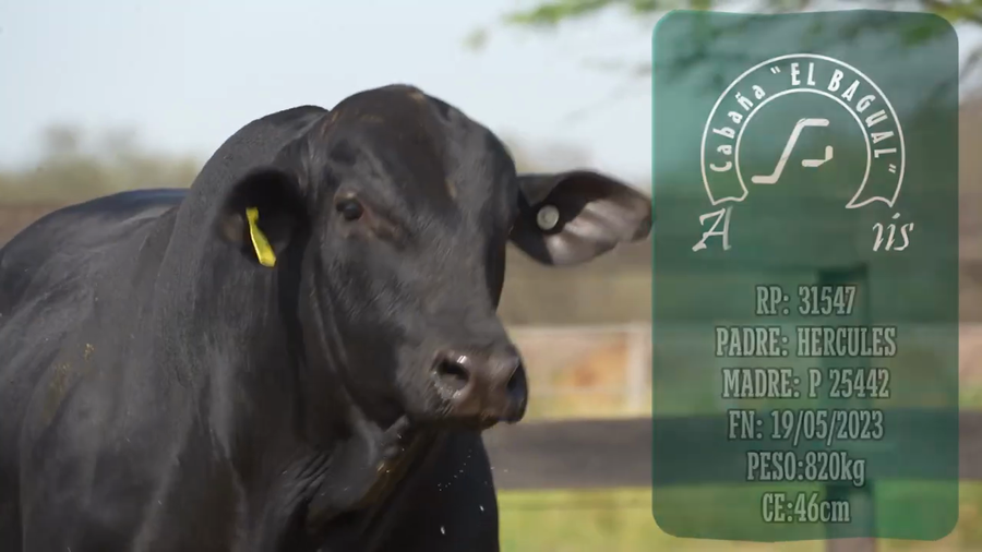 Lote Toro