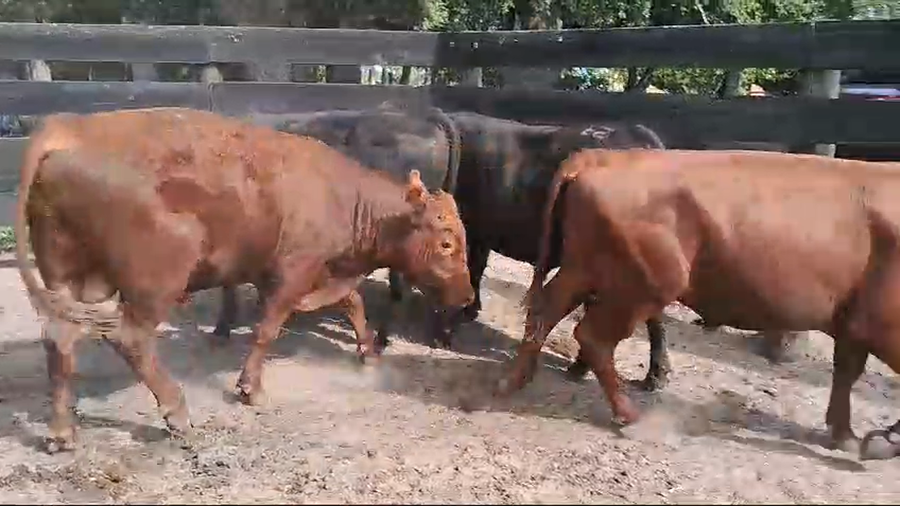 Lote 4 Terneros AA a remate en Pantalla Camy en Boca del Rosario