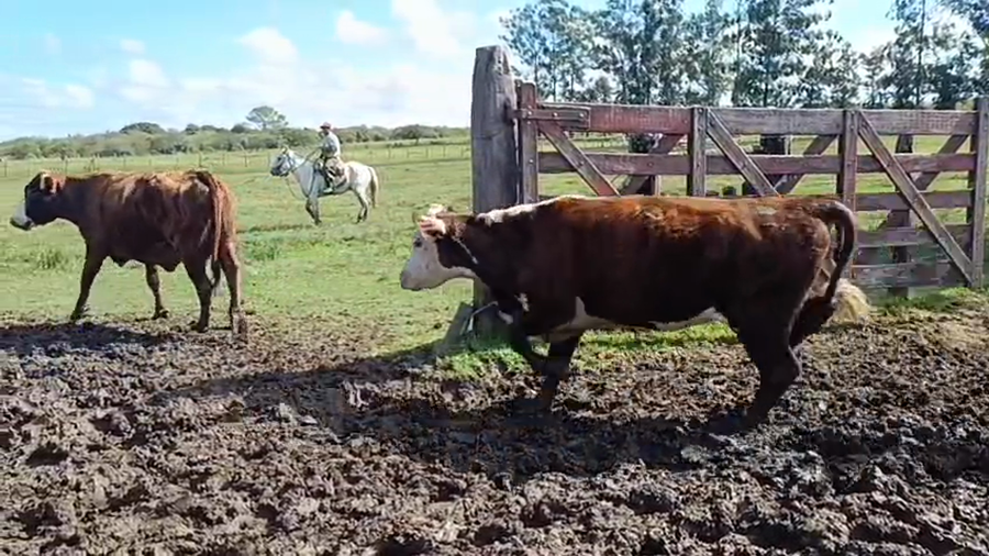 Lote 50 Vacas nuevas C/ gtia de preñez