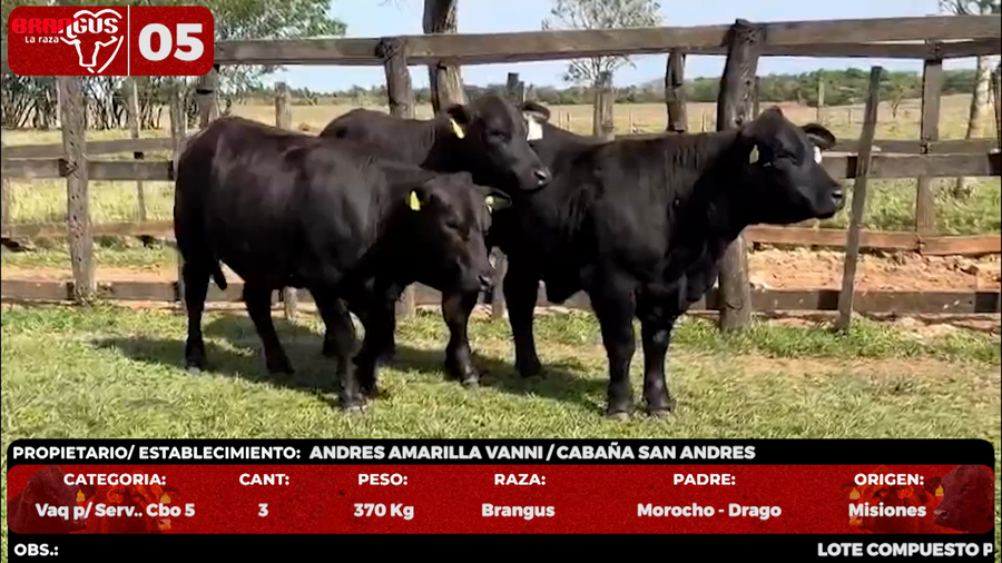 Lote LOTE 5 - EN VIVO