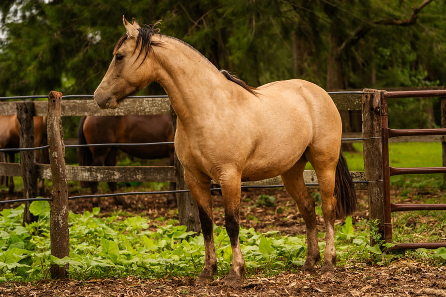 Lote CHARQUE HABLADURIA