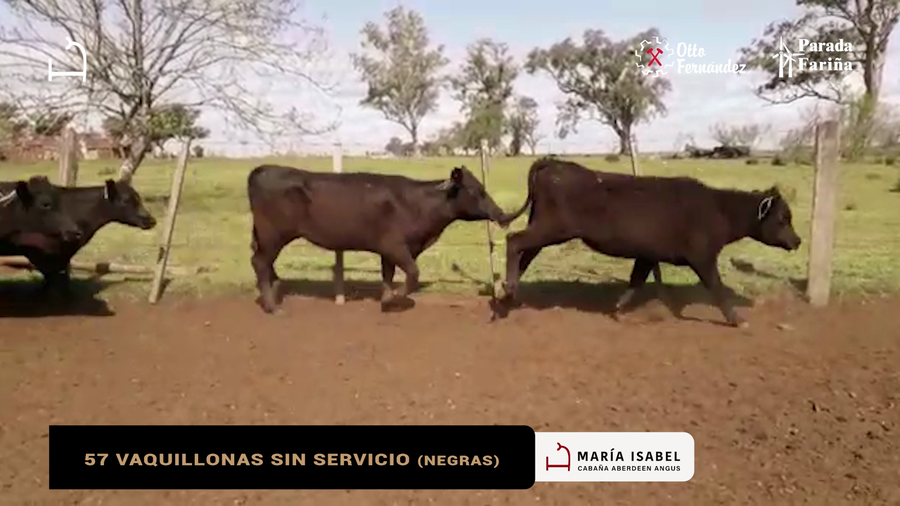 Lote 57 VAQUILLONAS SIN SERVICIO NEGRAS