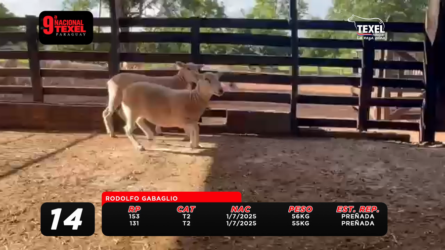 Lote LOTE 14