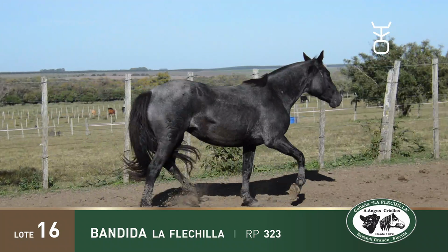 Lote BANDIDA LA FLECHILLA