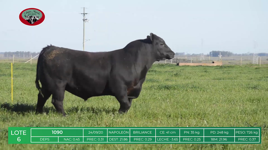 Lote TOROS ANGUS