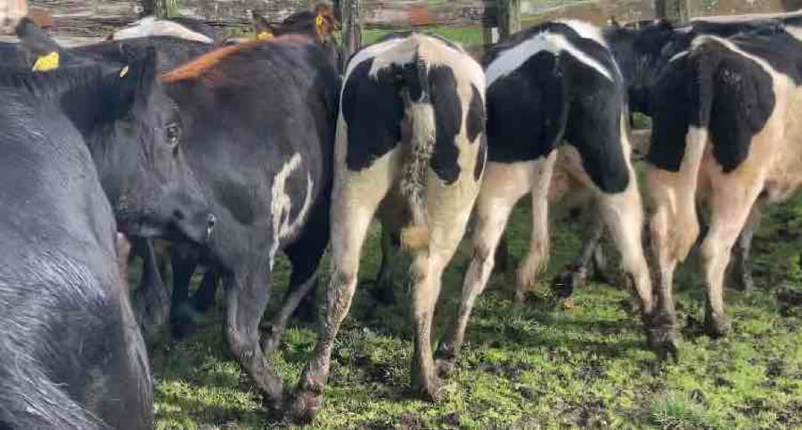 Lote 34 Vaquilla Gorda en X Región Los Lagos, Puyehue