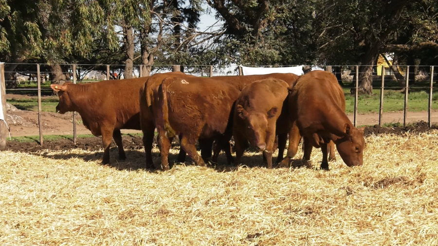 Lote VAQUILLONAS PC PARICION PRIMAVERA