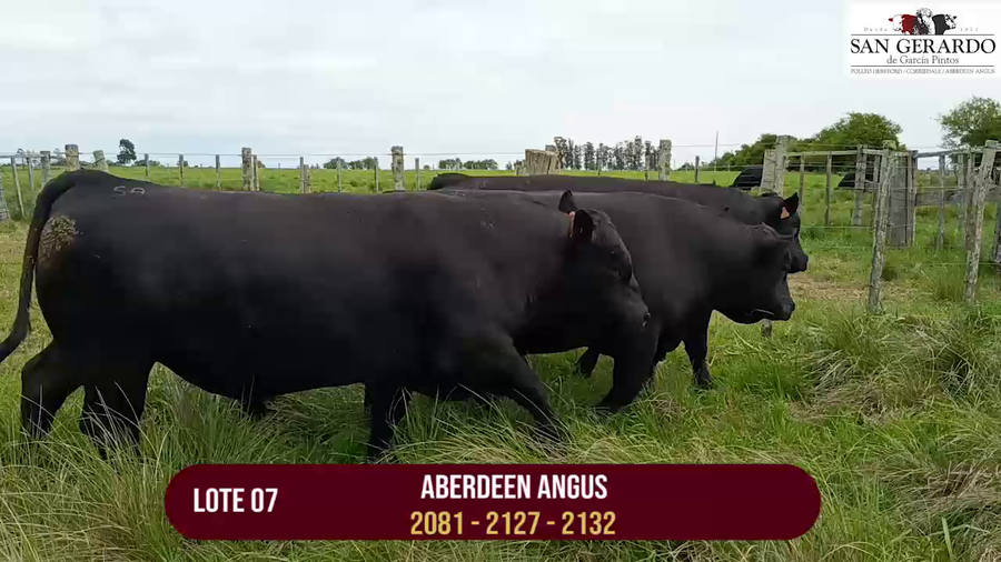 Lote TOROS ABERDEEN ANGUS