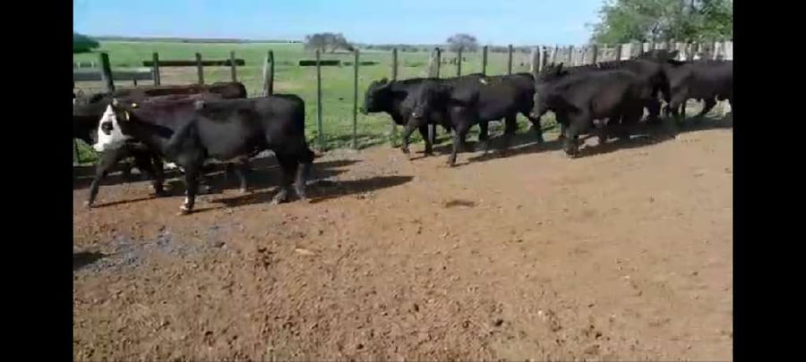 Lote 64 Novillitos en Entre Ríos, Villaguay