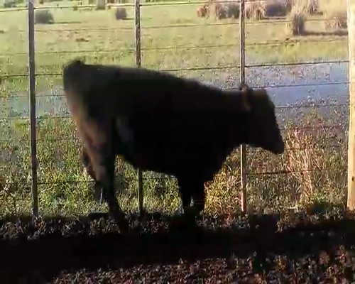 Lote 70 Terneras en Azul, Buenos Aires