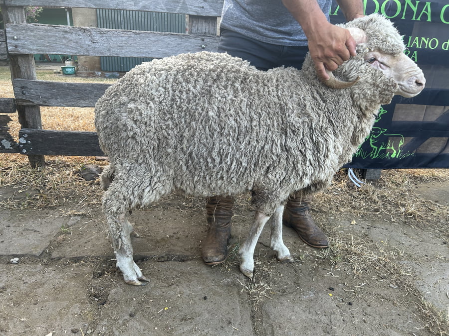 Lote Borrego 2D (MO: Si)