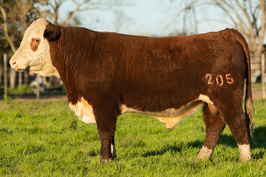 Lote Hereford