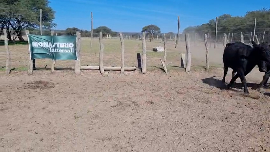 Lote 41 Vacas de invernar EN UNANUE (LA PPA)