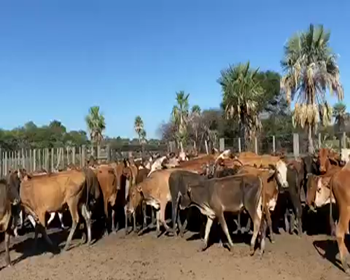 Lote 95 Terneras en Pto. Eva Perón, Chaco