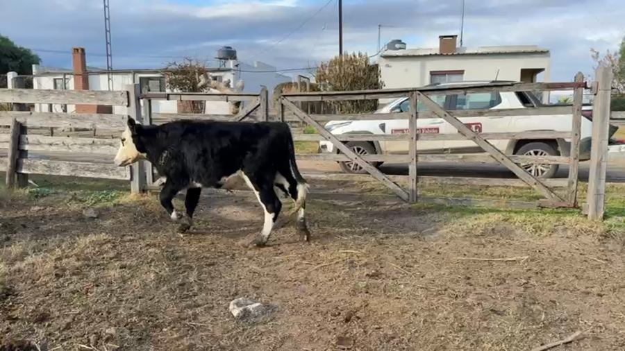 Lote NOVILLOS 1 a 2 AÑOS