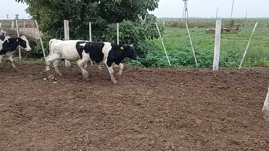 Lote 24 TERNEROS HOLANDO ARGENTINO EN CÓRDOBA,  BRINKMANN