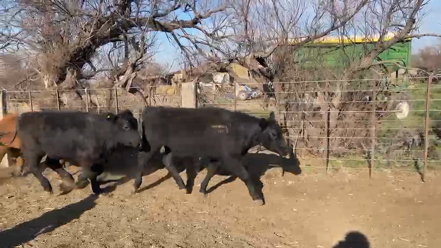 Lote 50 Novillitos en Puán