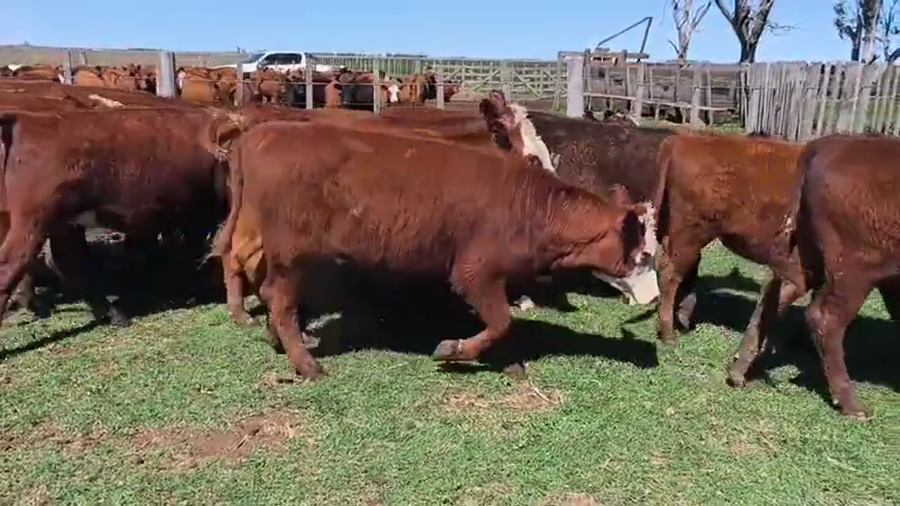 Lote 29 Terneras