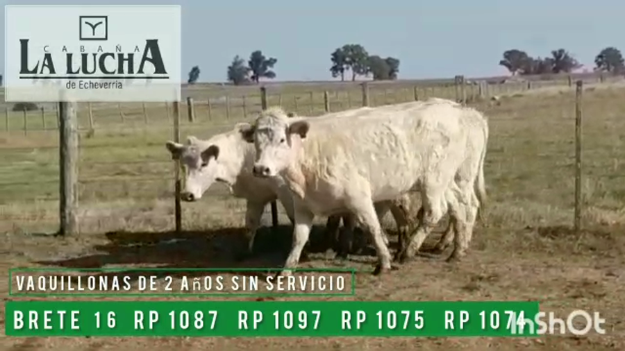 Lote VAQUILLONAS PI DE 2 AÑOS SIN SERVICIO