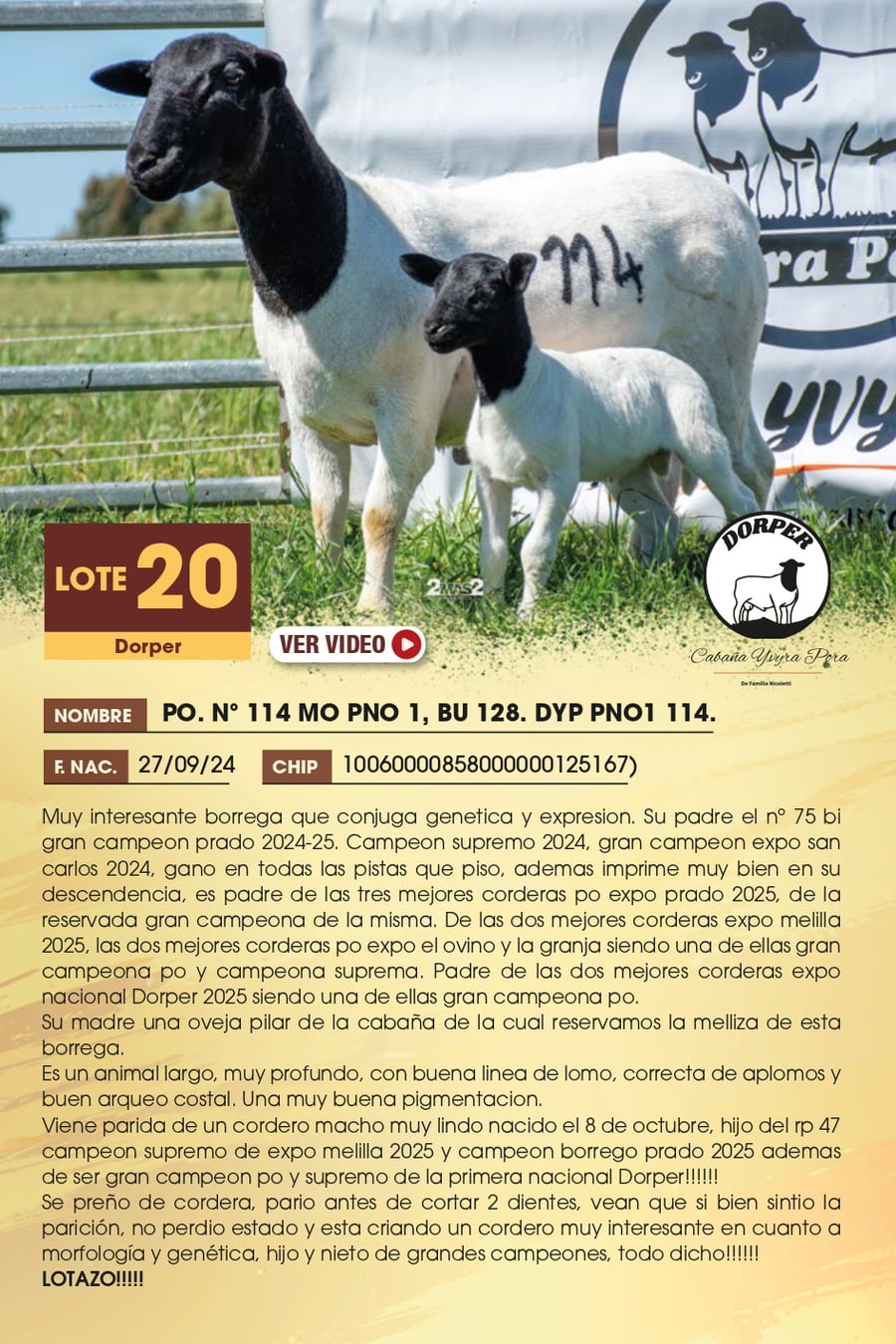 Lote 20 - Dorper