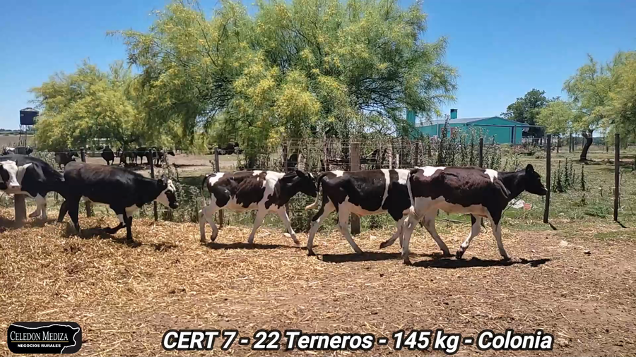 Lote 22 Terneros en Colonia