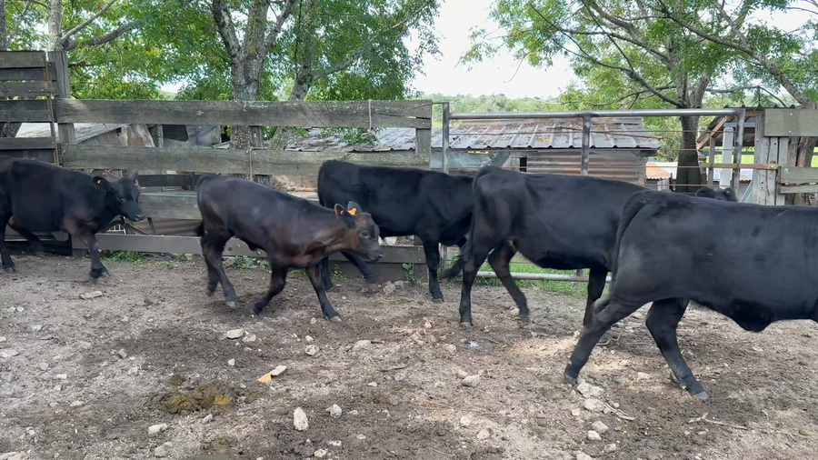 Lote TERNEROS Y TERNERAS