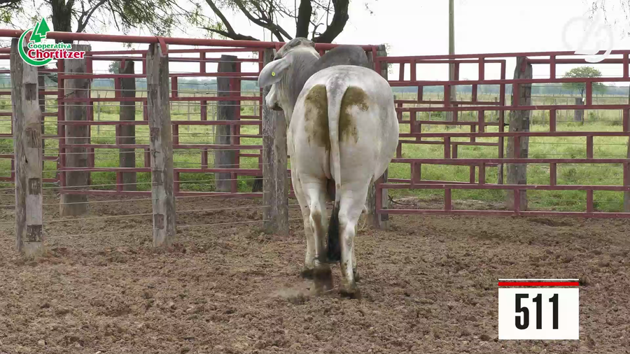 Lote Brahman