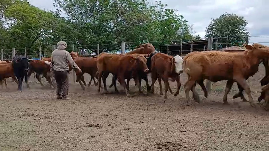 Lote 120 Vaquillonas