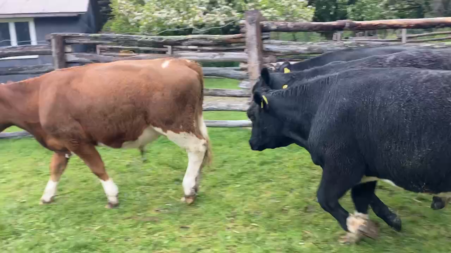 Lote 37 Novillo Engorda en Chile Chico, XI Región Aysén