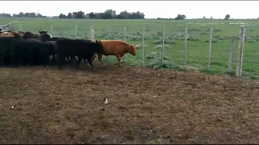 Lote 50 Terneros en Brandsen, Buenos Aires