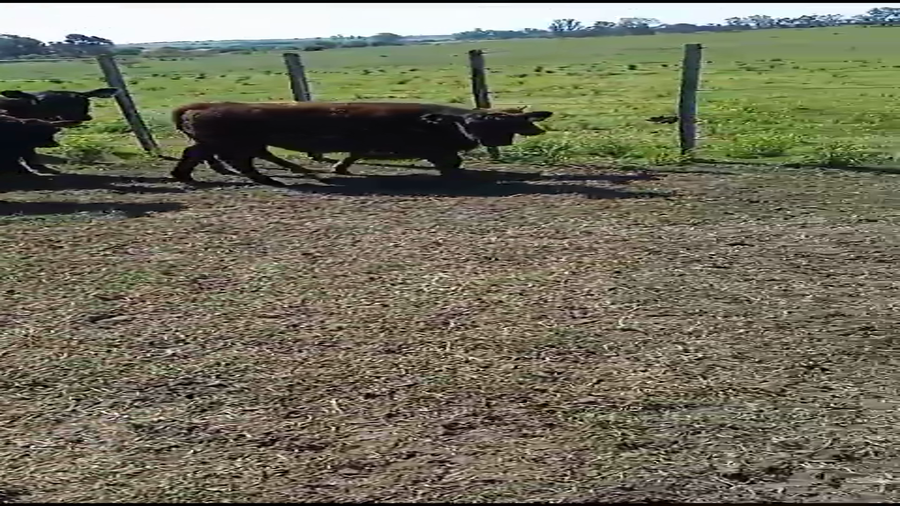 Lote 41 Terneros