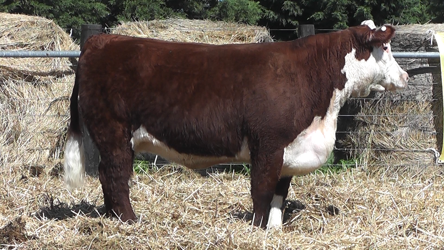 Lote VACA A. ANGUS NEGRA PP CON CRIA AL PIE